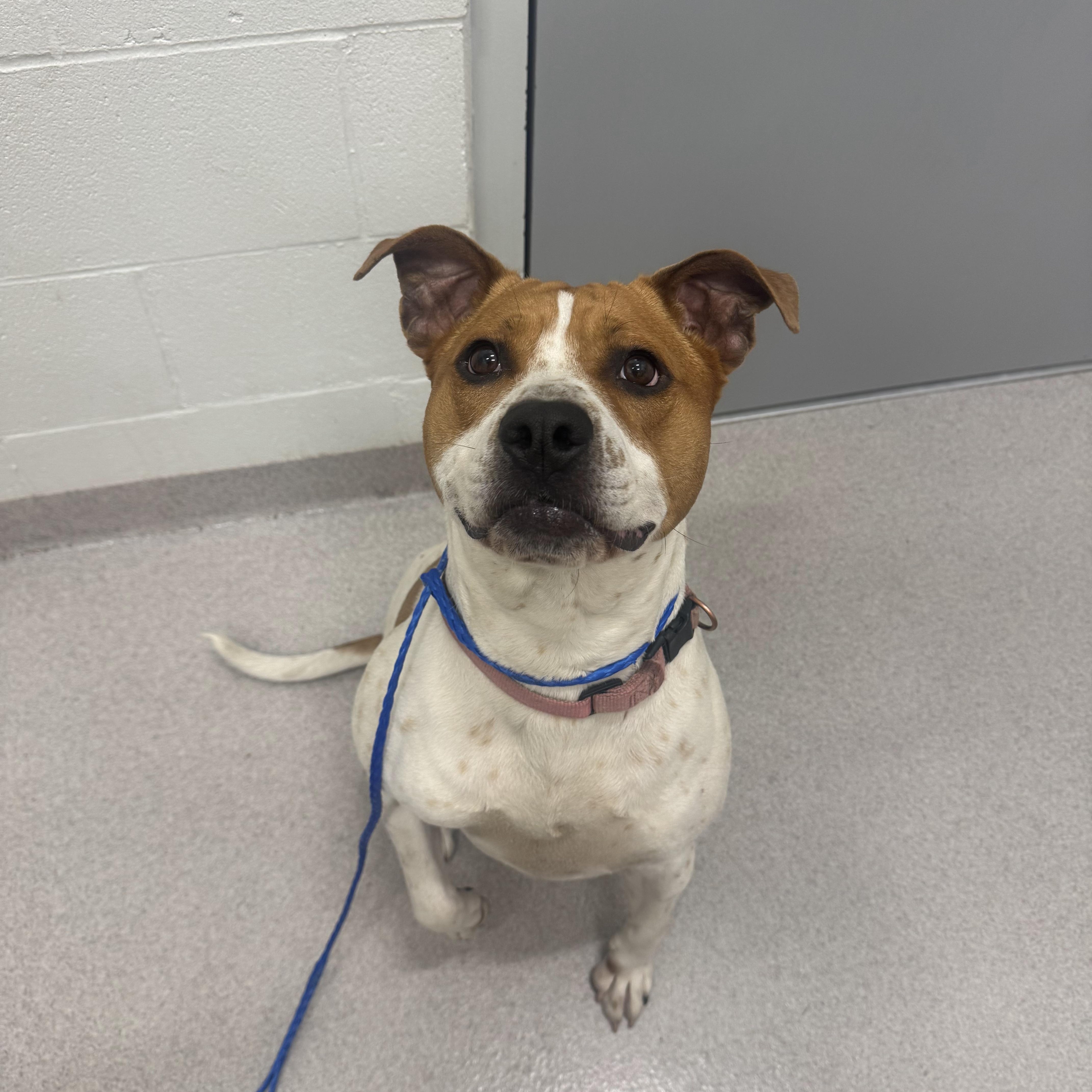 An adult large-sized female Red / Chestnut / Orange Pit Bull Terrier dog named 26-225 for adoption in Amityville, NY