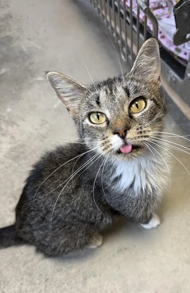 An adult medium-sized female Domestic Short Hair cat named Jolene for adoption in Fremont, NE