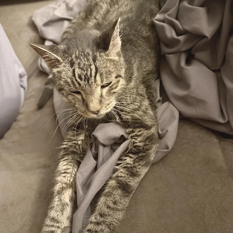 A senior small-sized male Brown / Chocolate American Shorthair cat named Many Moons for adoption in Boerne, TX