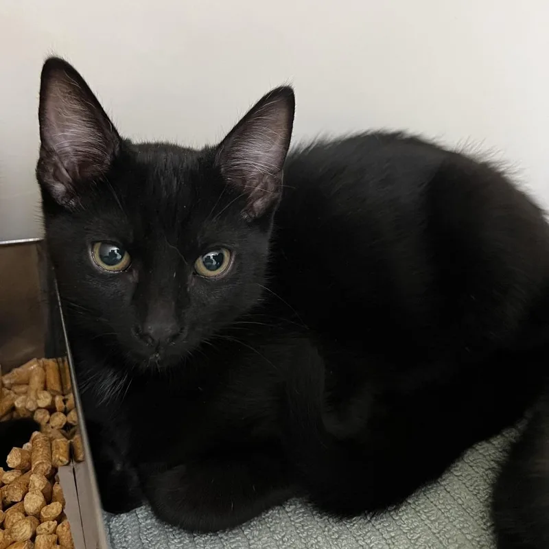 A baby medium-sized female Black Domestic Short Hair cat named Onyx for adoption in Harrisonburg, VA