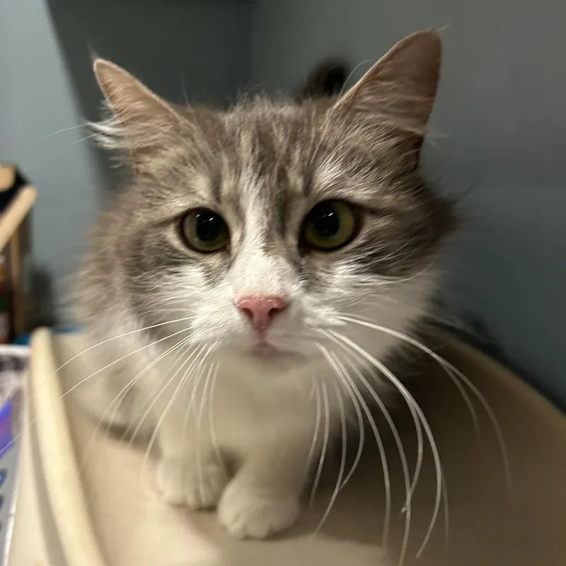 An adult medium-sized female Gray / Blue / Silver Domestic Long Hair cat named Olive for adoption in Chattanooga, TN