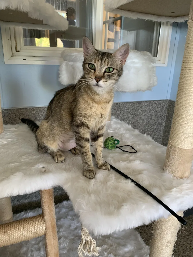 A young medium-sized female Tabby (Buff / Tan / Fawn) Domestic Short Hair cat named Spoon for adoption in Grass Valley, CA