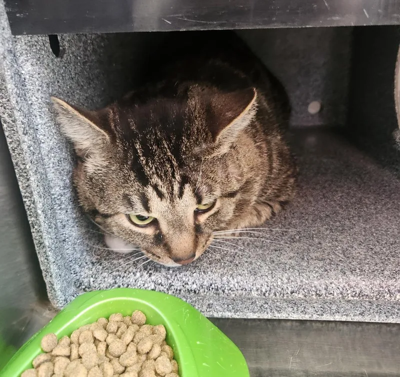A young medium-sized male Domestic Short Hair cat named Lukas for adoption in Mocksville, NC