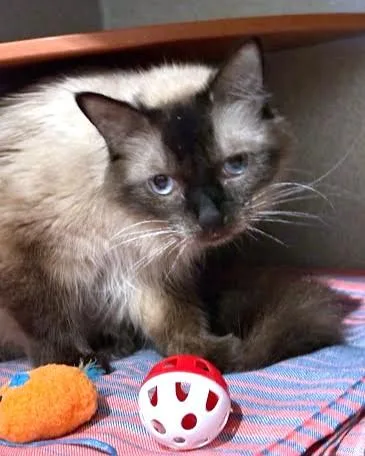 An adult medium-sized female Siamese cat named Jeez Louise for adoption in Washington, DC