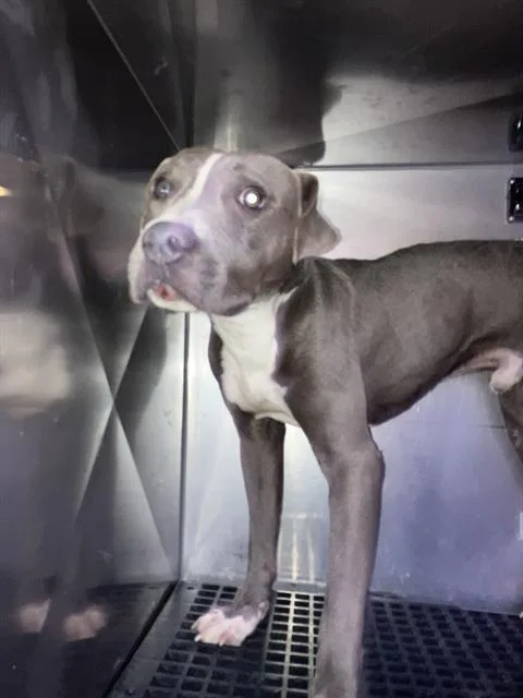 A young medium-sized male Mixed Breed dog named Gretch for adoption in Dallas, TX