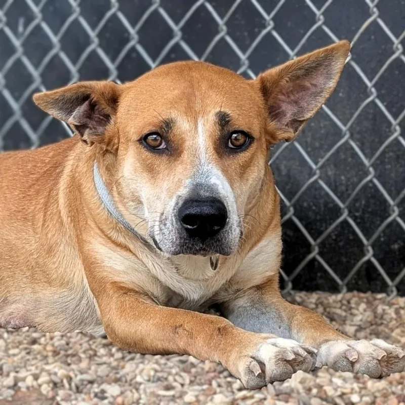 An adult large-sized female Yellow / Tan / Blond / Fawn Pit Bull Terrier dog named Millie for adoption in Buchanan Dam, TX