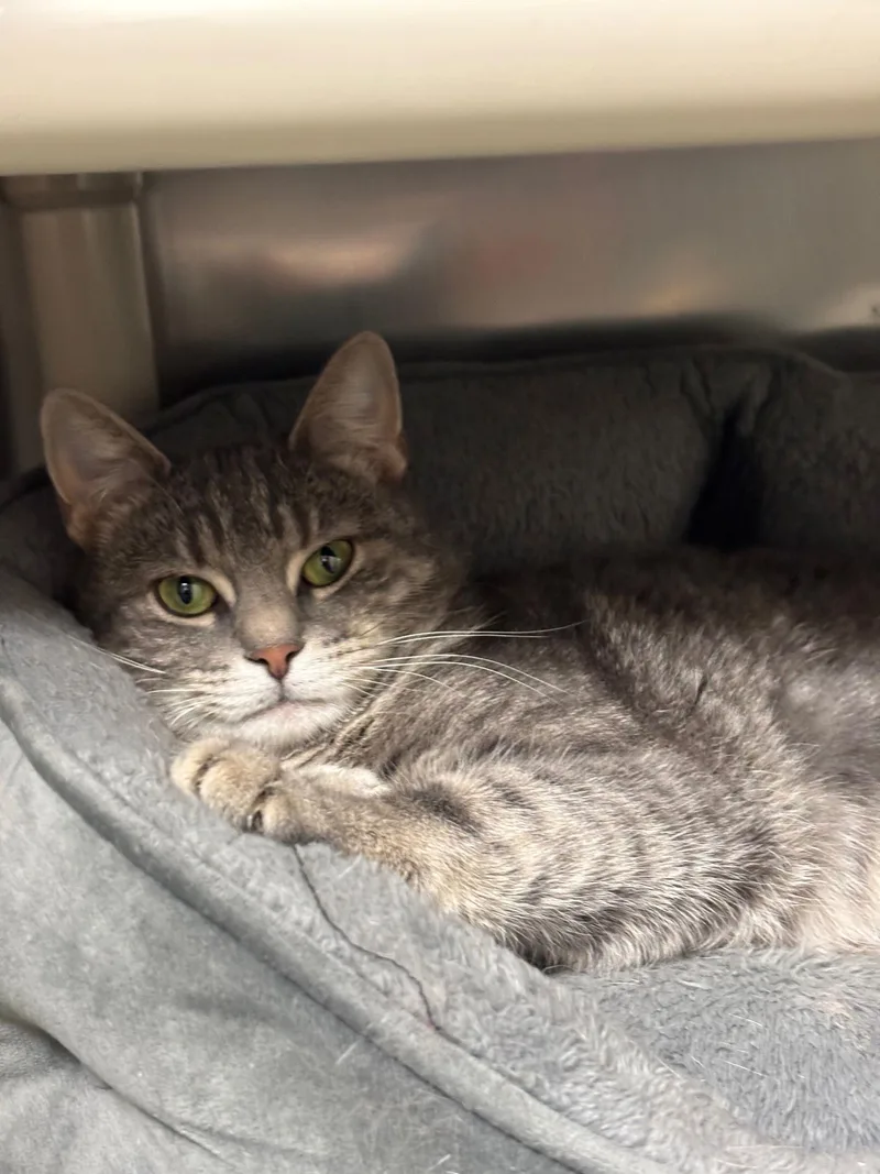 An adult medium-sized female Domestic Short Hair cat named Bella for adoption in Brick, NJ
