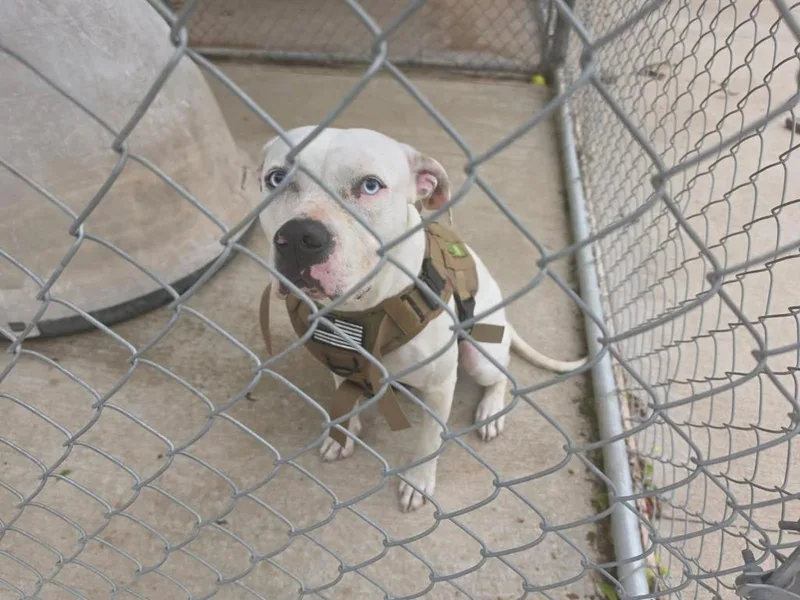 An adult large-sized female Pit Bull Terrier dog named Khaleesi for adoption in Richland Hills, TX