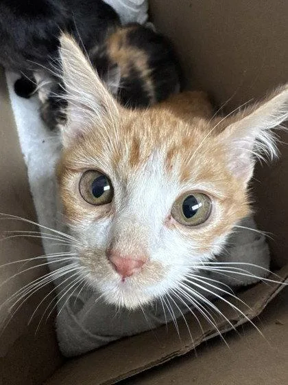A baby small-sized female Orange / Red Domestic Short Hair cat named Shrimp for adoption in Oakland, CA