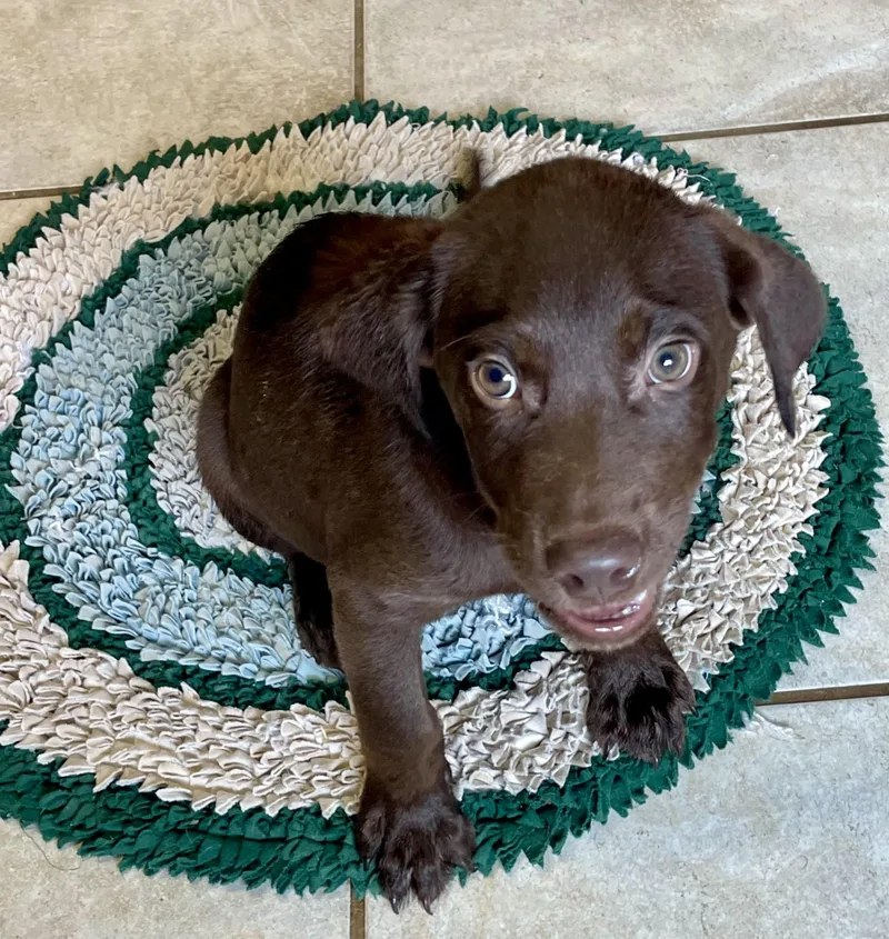 A baby large-sized male Brown / Chocolate Chocolate Labrador Retriever dog named Hey for adoption in Lacon, IL