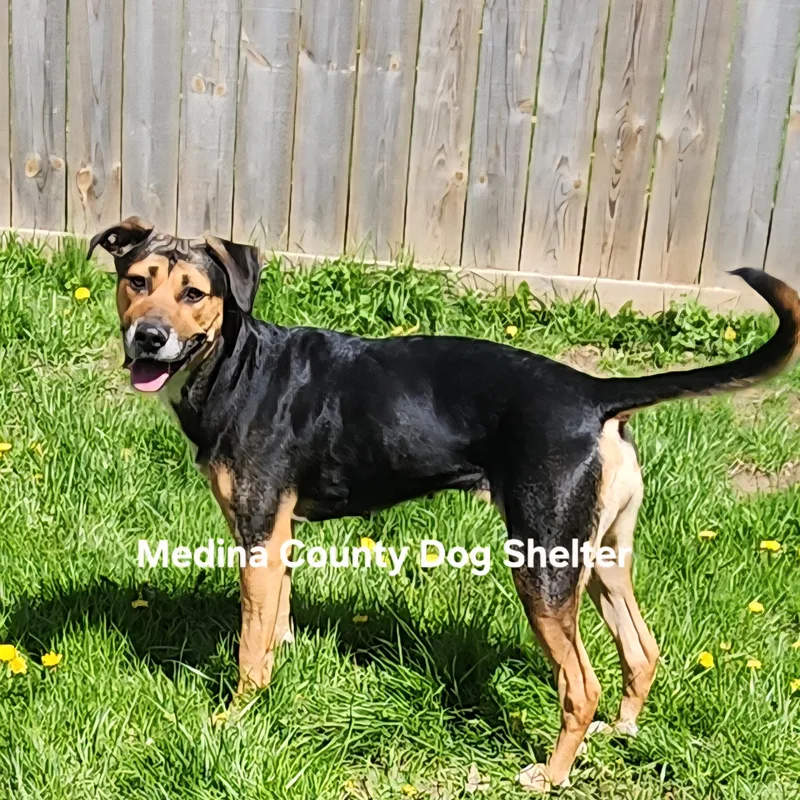 An adult medium-sized female Black Shepherd dog named Angel for adoption in Medina, OH