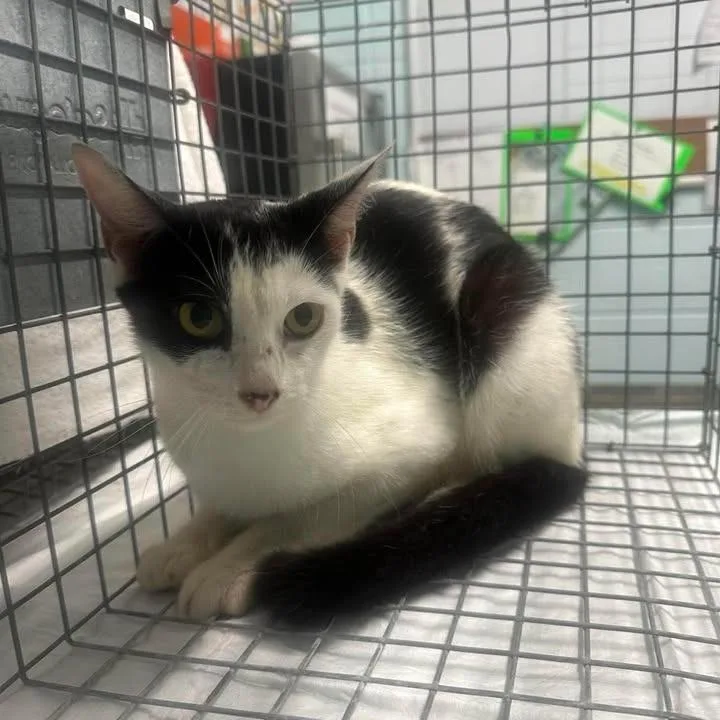 A baby small-sized male White Domestic Short Hair cat named BACStray___ for adoption in Beaumont, TX