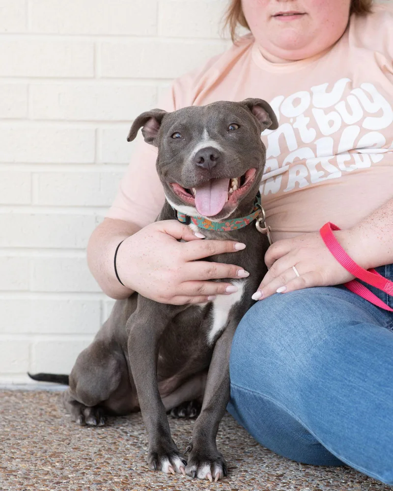 Blueberry thumbnail 2