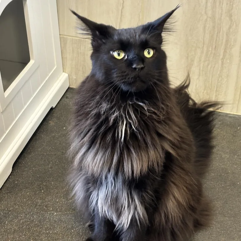 An adult extra large-sized male Black Maine Coon cat named Bono for adoption in Franklin, TN