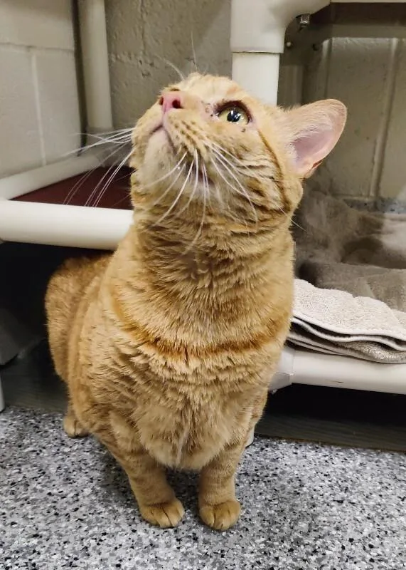 An adult small-sized female Tabby (Orange / Red) Domestic Short Hair cat named Armadillo Thunder Chief for adoption in Fruit Heights, UT