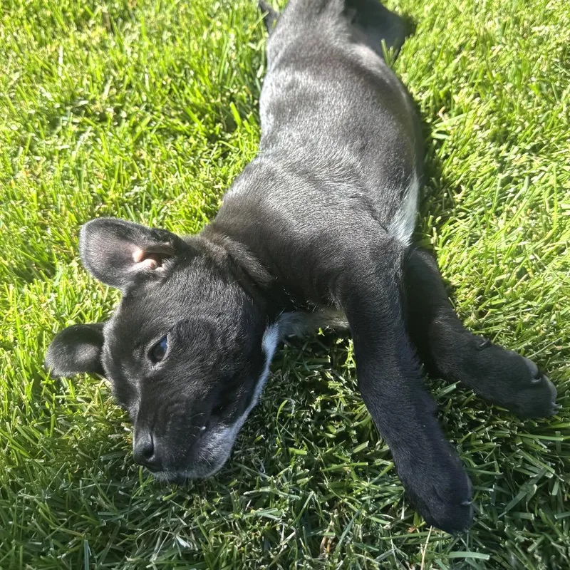A baby medium-sized female Black Labrador Retriever dog named Stormie for adoption in Cashmere, WA
