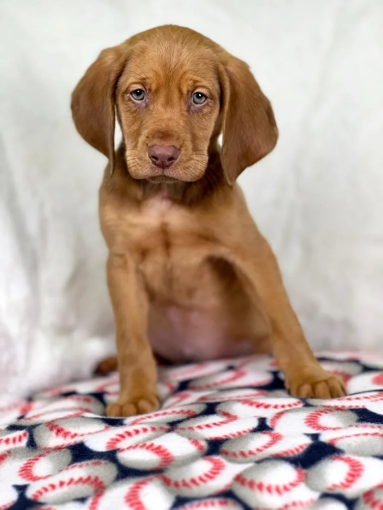 A baby medium-sized male Hound dog named Sandlot Litter  Ham for adoption in Savage, MN