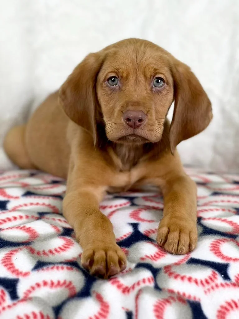 Sandlot Litter  Ham thumbnail 3