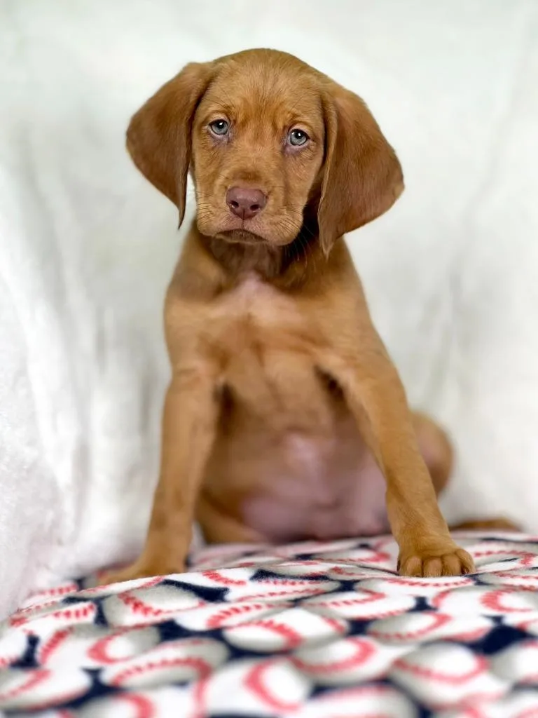 Sandlot Litter  Ham thumbnail 4