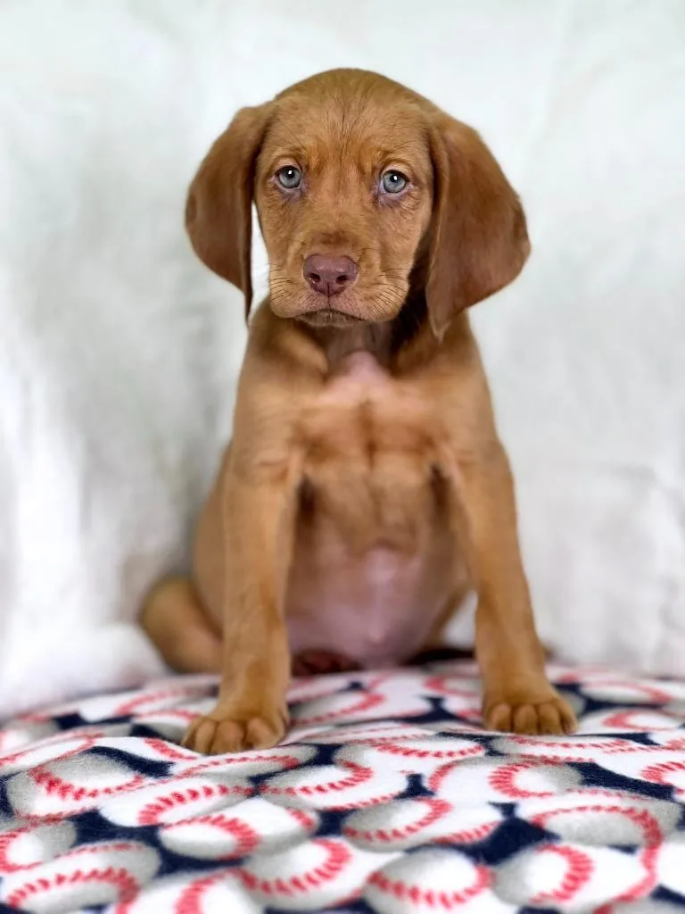 Sandlot Litter  Ham thumbnail 5