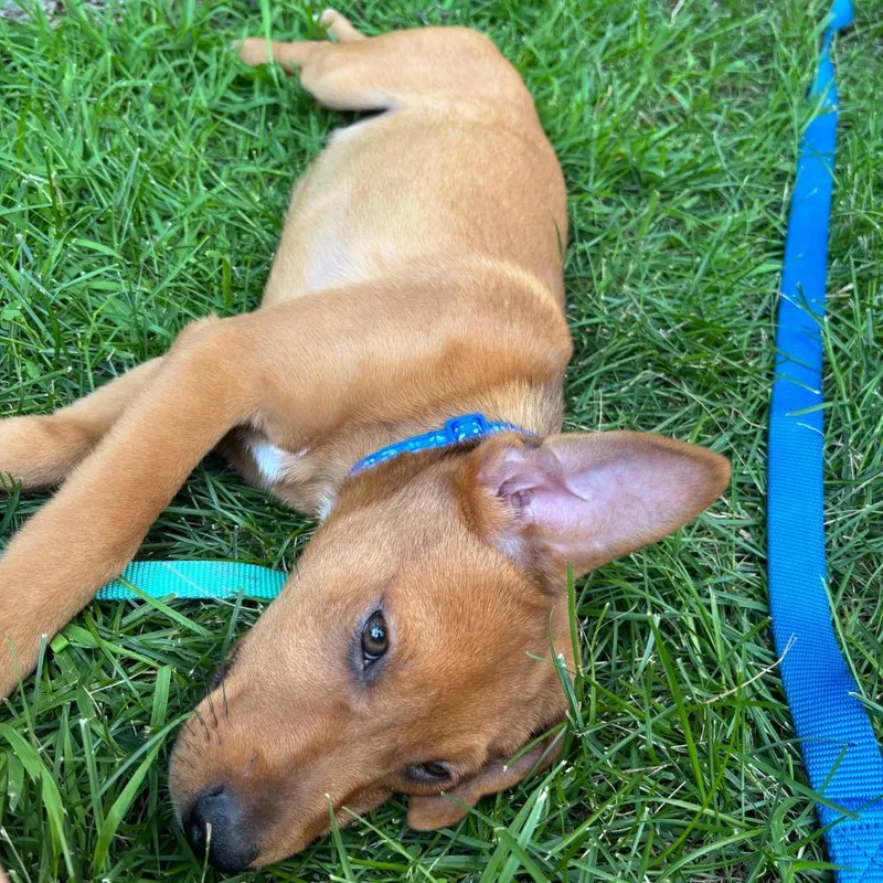 A baby medium-sized male Yellow / Tan / Blond / Fawn Australian Shepherd dog named Dowty Jones D for adoption in Minnetonka, MN