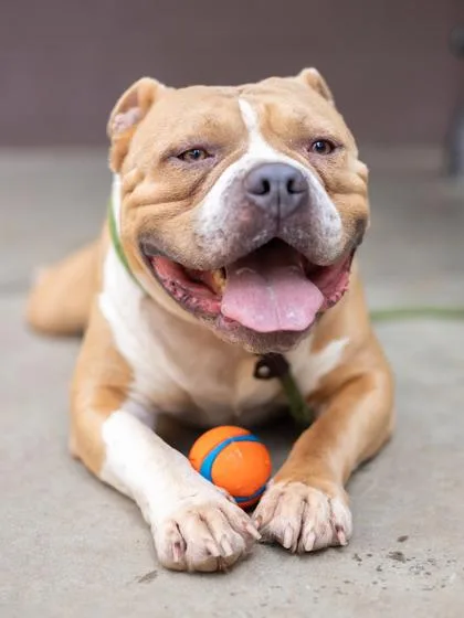 An adult large-sized male Mixed Breed dog named Platypus for adoption in Chamblee, GA