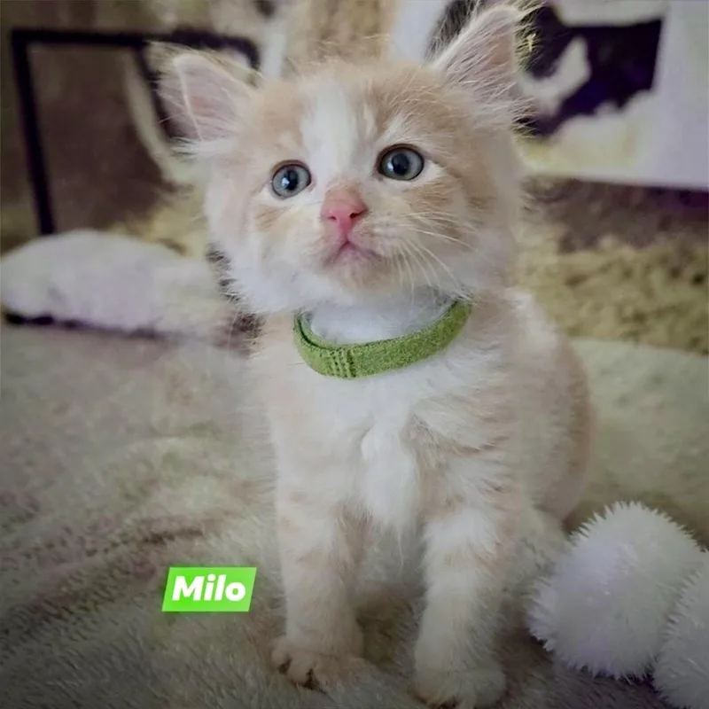 A baby medium-sized male Orange & White Domestic Medium Hair cat named Milo for adoption in Hillsborough, NJ