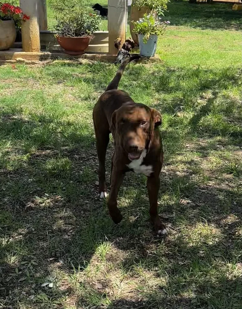 An adult medium-sized male Brown / Chocolate Chocolate Labrador Retriever dog named Alejandro for adoption in Seguin, TX