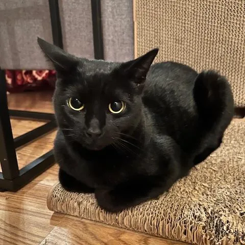 An adult large-sized male Black Domestic Short Hair cat named Perry for adoption in Houston, TX