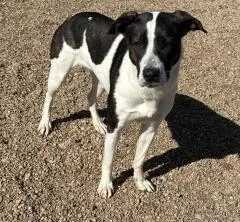 Daisy