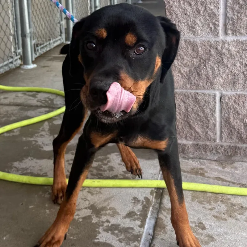 A young large-sized male Black Rottweiler dog named Ryu for adoption in Jacksonville, AR