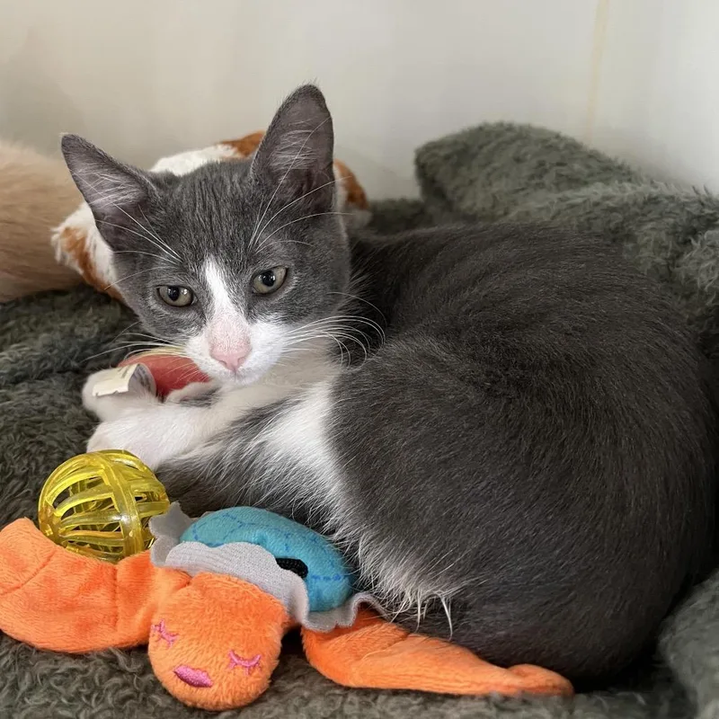 A baby small-sized male Domestic Medium Hair cat named Bugle for adoption in Kyle, TX