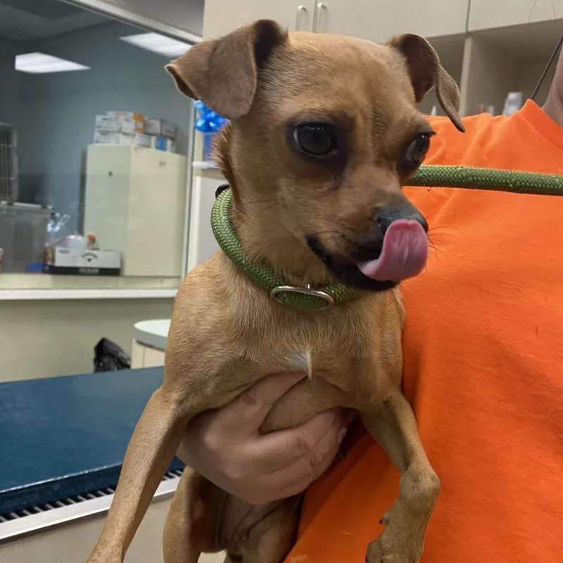 An adult small-sized female Yellow / Tan / Blond / Fawn Chihuahua dog named Kimi for adoption in Westminster, CA