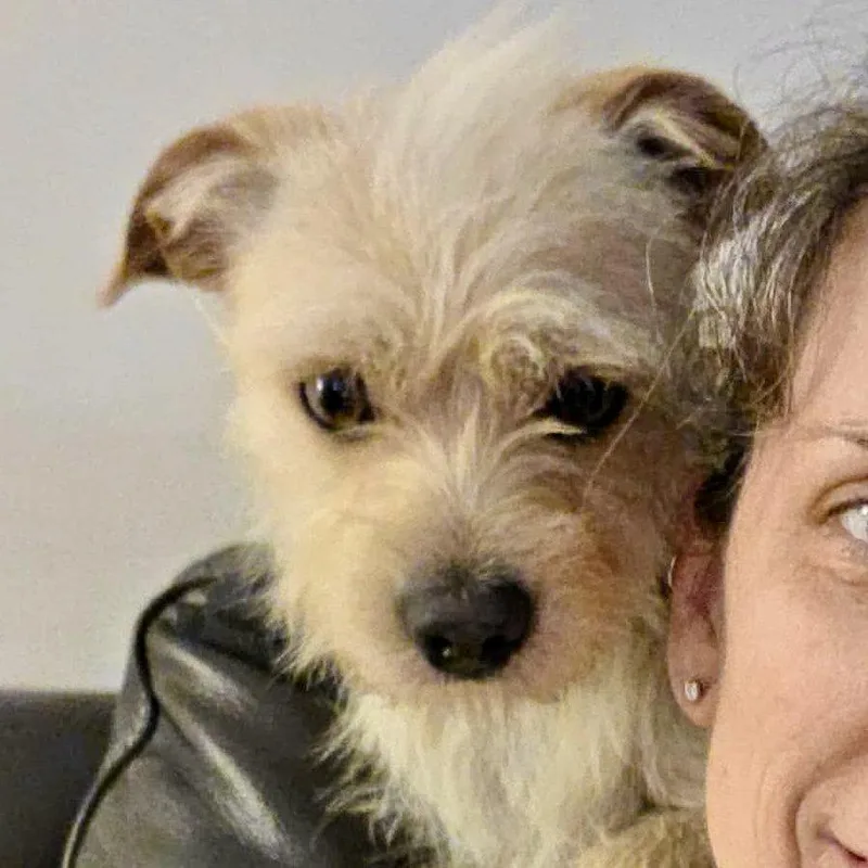 An adult medium-sized male Terrier dog named Brady for adoption in Hillsborough , NC