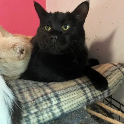 Willomena thumbnail 2