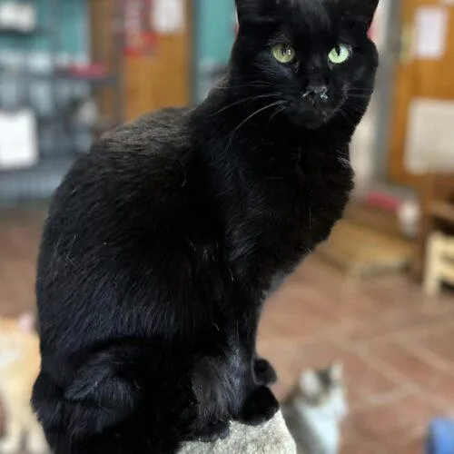 Willomena thumbnail 3