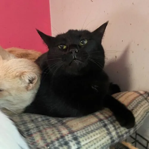 Willomena thumbnail 4