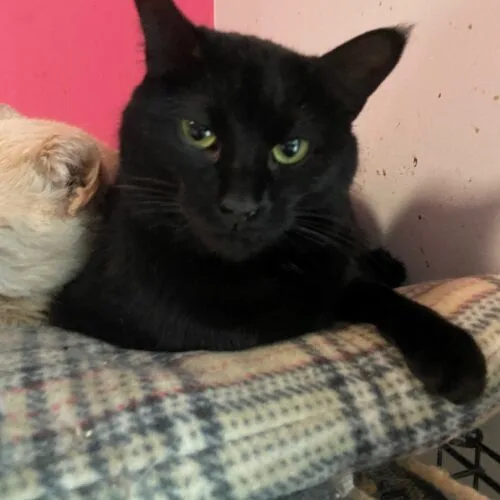 Willomena thumbnail 7