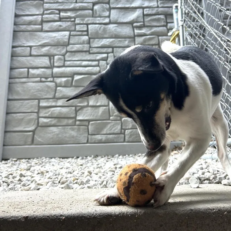 An adult small-sized male White / Cream Rat Terrier dog named Rico for adoption in St. Louis, MO