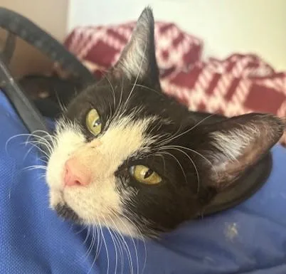 An adult medium-sized female Black & White / Tuxedo Domestic Short Hair cat named Cookie for adoption in Schertz, TX