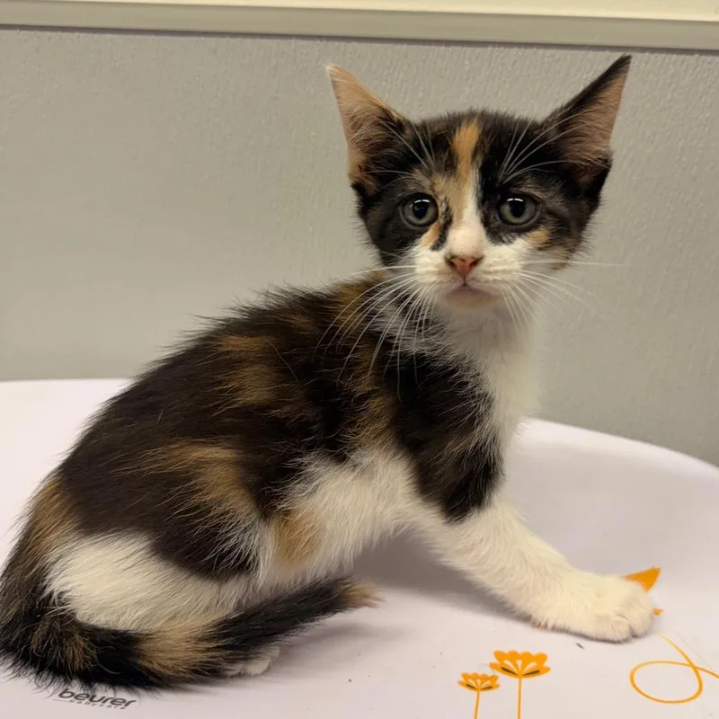 A baby small-sized female Calico Domestic Short Hair cat named Coral for adoption in Tampa, FL