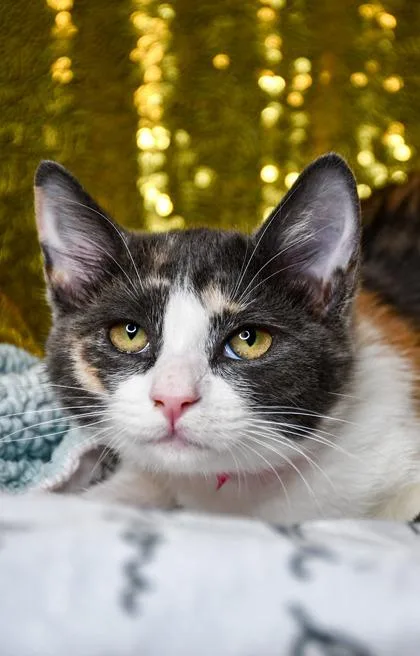 A baby small-sized female Domestic Short Hair cat named Bridget for adoption in Yakima, WA