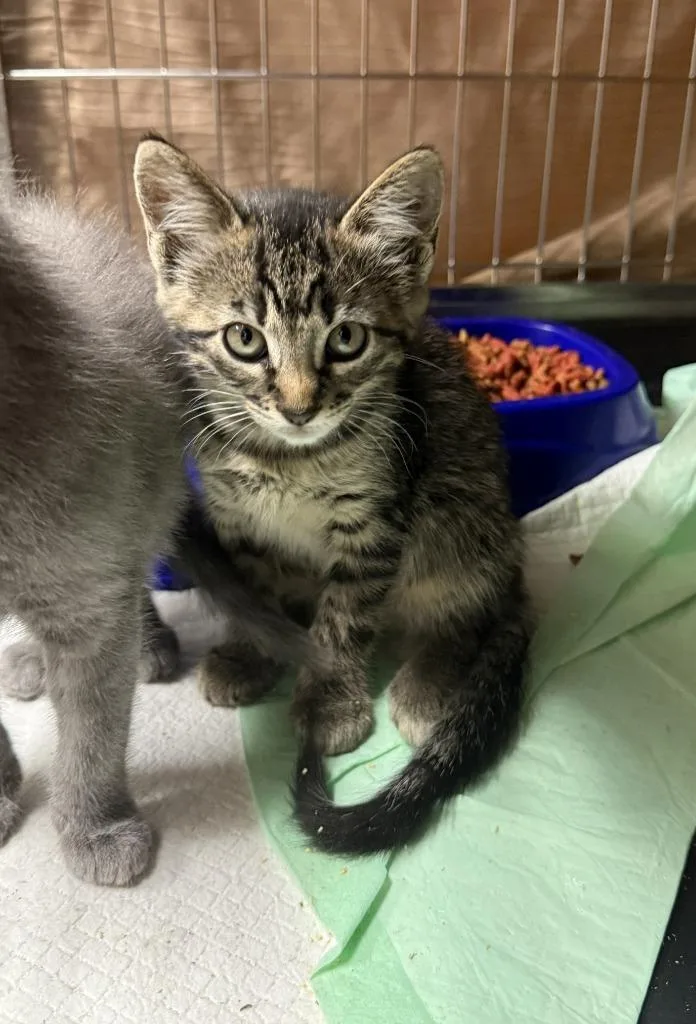A baby small-sized female American Shorthair cat named Blossom for adoption in Glen Rose, TX