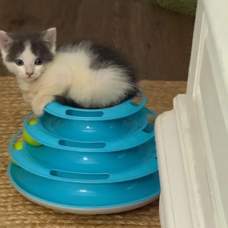 A baby small-sized female Gray / Blue / Silver Domestic Medium Hair cat named Mayzie for adoption in Rockmart, GA
