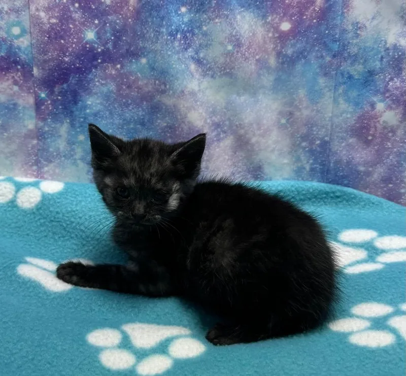 A baby small-sized female Domestic Short Hair cat named Aria for adoption in Washington Court House, OH