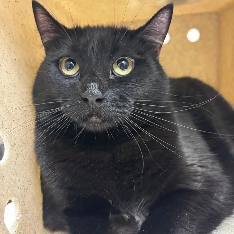 A young extra large-sized female Black Domestic Short Hair cat named Emily for adoption in Reno, NV