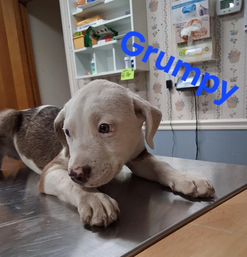 A baby small-sized male Pit Bull Terrier dog named Grumpy for adoption in Lynchburg, TN