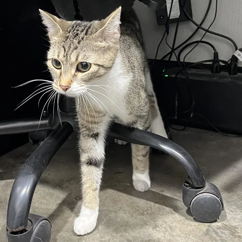 Neko