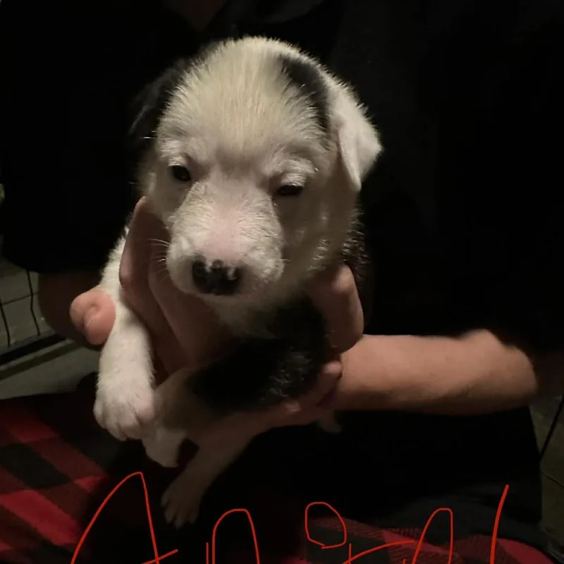 A baby small-sized female White / Cream Hound dog named Angel for adoption in Austin, TX