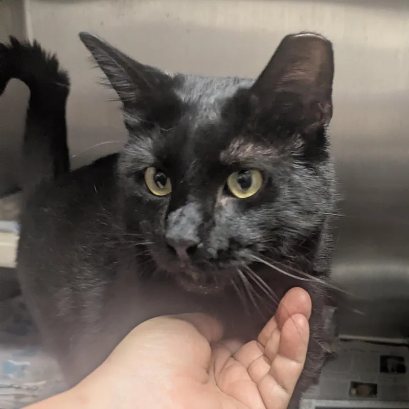 An adult large-sized male Black Domestic Short Hair cat named Inky for adoption in Springfield, IL